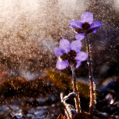 Einzelausgaben aus "12 zauberhafte Monate" Frühlingsregen (PDF-Ausgabe)