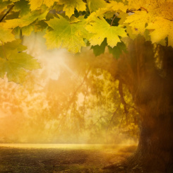 Einzelausgaben aus "12 zauberhafte Monate" Herbstmorgen (PDF-Ausgabe)