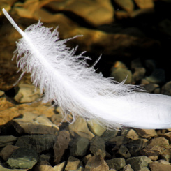 Einzelausgaben aus "Charming Moments Vol. 2" Floating (PDF-Ausgabe)